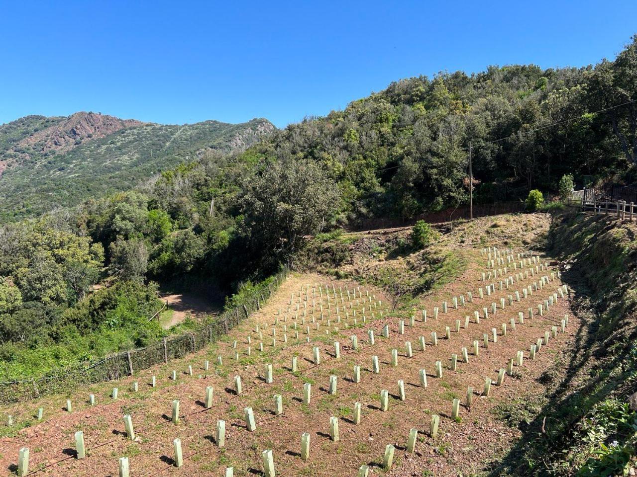 Agriturismo Paradisa Rio dellʼElba 外观 照片